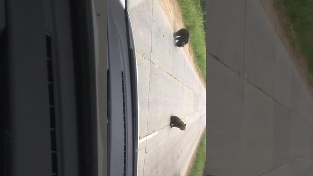 Встретил медведей на работе смотреть онлайн