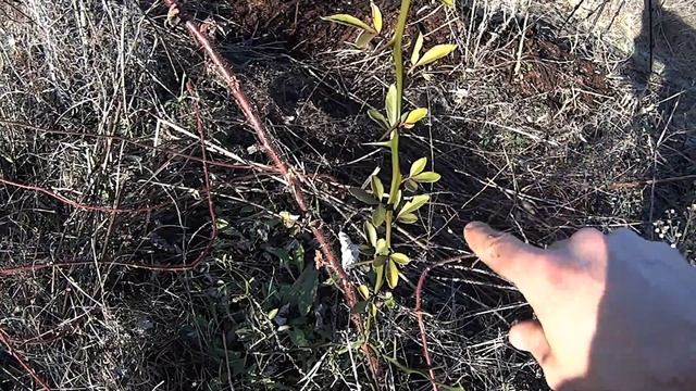 Cold Hardy CITRUMELO Seedling Growing in East Tennessee - TOUGH CITRUS
