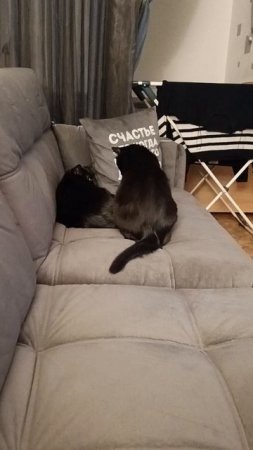 Разговоры перед ужином🐱