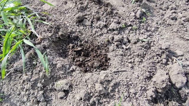 капуста Агресор саджаєм під банки смотреть онлайн