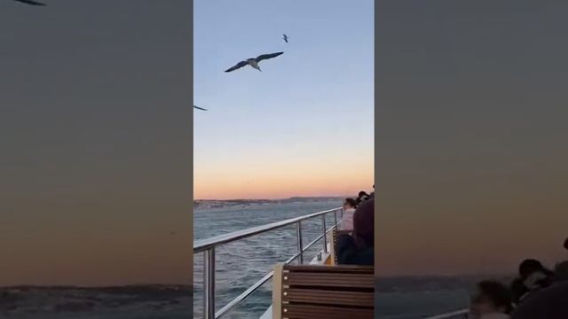 Пернатые попутчики смотреть онлайн