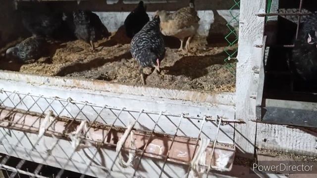 #Содержание цыплят зимой. Уборка в клетках. смотреть онлайн