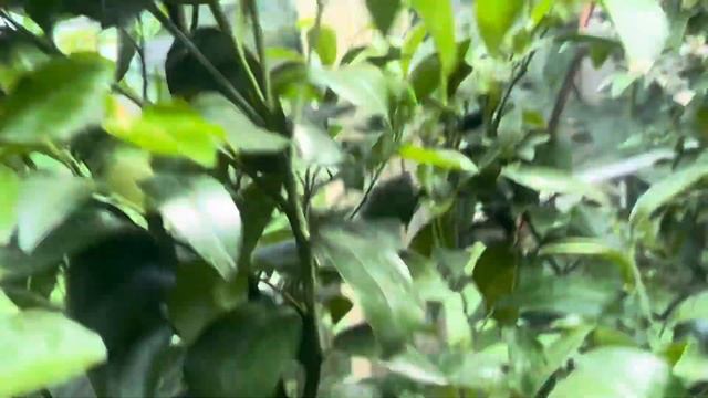 Citrus trees in my greenhouse July11 2023 смотреть онлайн