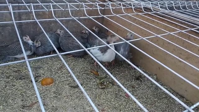 БОЙ БЕЗ ПРАВИЛ... смотреть онлайн