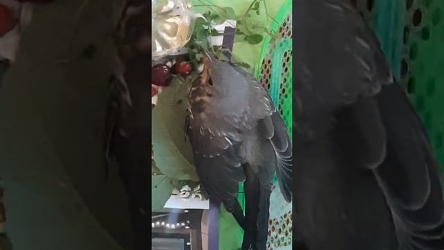 Раненая зайка.. смотреть онлайн