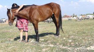 Beautiful smart girl Care horse basic in village
