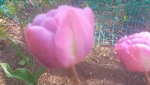 #дизайнсада #тюльпанНегритаДабл / Тюльпан махровый Негрита Дабл. Характерный признак цветка.