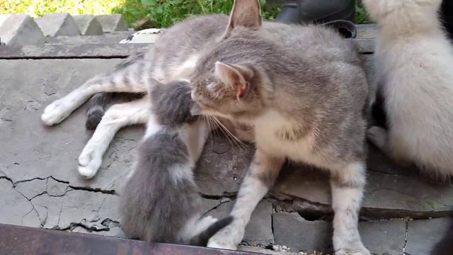 Наши котята, Моника ЛИЖЕТ котят!!! смотреть онлайн