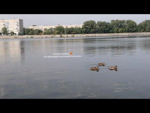 УТОЧКИ УТИНАЯ СЕМЕЙКА ПРЕЛЕСТЬ ПРЕЛЕСТНАЯ|ШЛЮЗОВОЙ ТОЛЬЯТТИ-YOTUBE