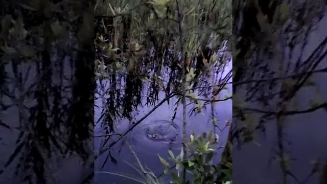 лентина марина сняла как лягушка охотится за поплавком смотреть онлайн