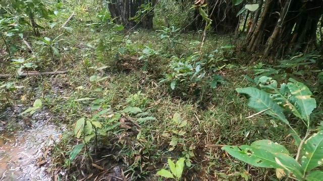 ท่องไพร(part1) 14 เลาะขึ้นเขาไปตามลำห้วย смотреть онлайн