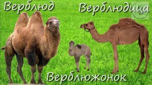 ИЗУЧАЕМ ДОМАШНИХ ЖИВОТНЫХ