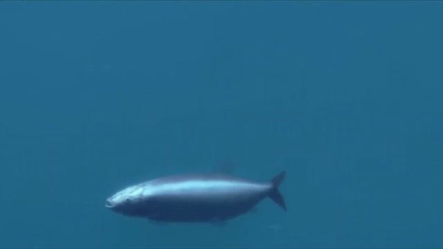 разные морские риптирии смотреть онлайн