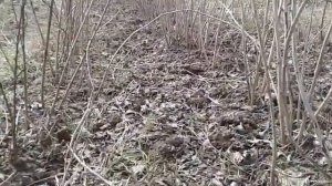 Парвариши малина дар бог имкон дорад?Агротехника малины весной.تمشک در باغ ، تمشک ، فناوری کشاورزی