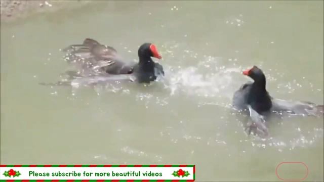 The Most Beautiful Golden Pheasants and Wading Birds in the World HD смотреть онлайн