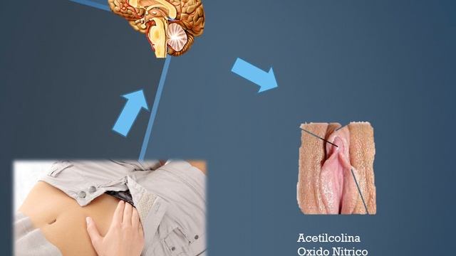 Fisiología del Acto Sexual Femenino смотреть онлайн