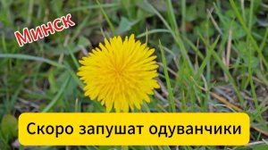 Минск. Скоро запушат одуванчики