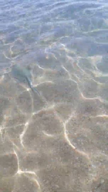 миролюбивый скат на берегу смотреть онлайн