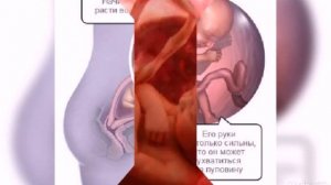6 месяца беременности