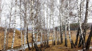 Я В ВЕСЕННЕМ ЛЕСУ ПИЛ БЕРЕЗОВЫЙ СОК.