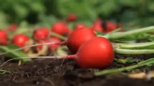Семена и различные сорта редиса. Agrolavka.com.ua — интернет-агромагазин №1