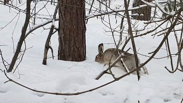 Заяц в зимнем лесу смотреть онлайн