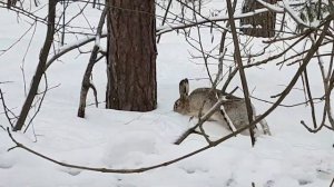 Заяц в зимнем лесу