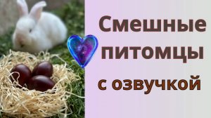 Смешные питомцы с озвучкой