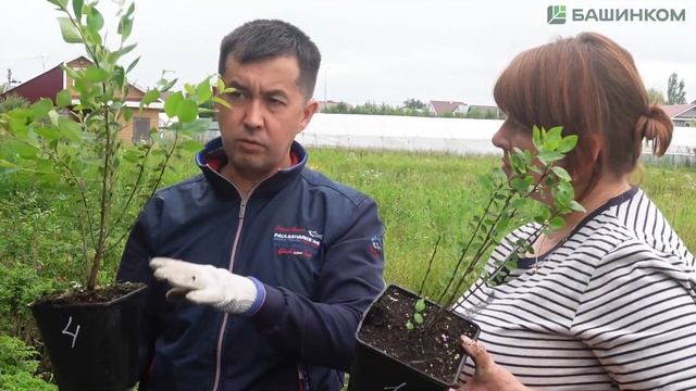 Мощь работы Кормилицы Микоризы в известном питомнике «Парк Сервис» просто поражает!