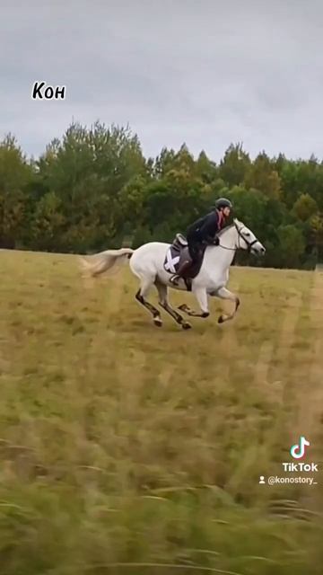 Поля это любовь 😍 #blog #horse #equestrian #dog #лошади #horseriding #коноблог #верховая_езда смотреть онлайн
