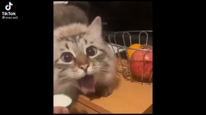 Я шепчу тебе на ушко кот: