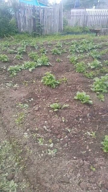 КАРТОФЕЛЬ "БЕЛАЯ РОЗА". смотреть онлайн