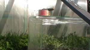 Арбуз в аквариуме