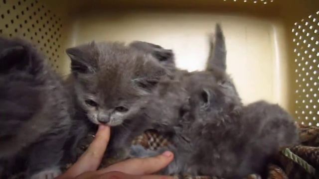 Продам котят 0662718218 Светлана Днепропетровск смотреть онлайн