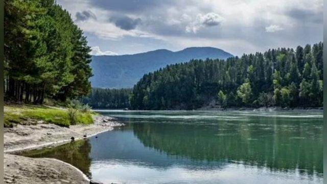 Плацебо, песня про Алтай, цветение маральника