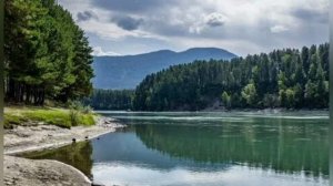 Плацебо, песня про Алтай, цветение маральника