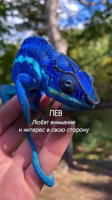 #астролог #астрология #юлиямайник #животные смотреть онлайн