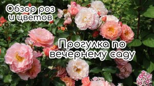 Прогулка по вечернему саду. Обзор роз и их компаньонов: астильбы, хосты, лилии, почвопокровники