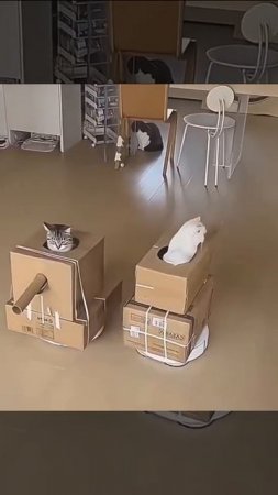 Кошачий бой 🐱