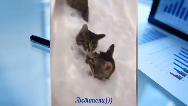 Очень смешные приколы!!! Лучшая нарезка март 2020.Ржу не могу! смотреть онлайн