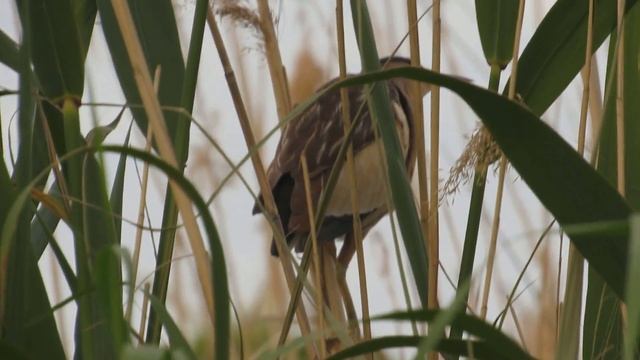 Выпь смотреть онлайн