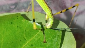 Красивейшие феи - Палочники Anarchodes annulipes