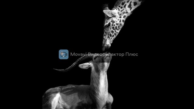 Школьный ВИА - Про жирафа смотреть онлайн