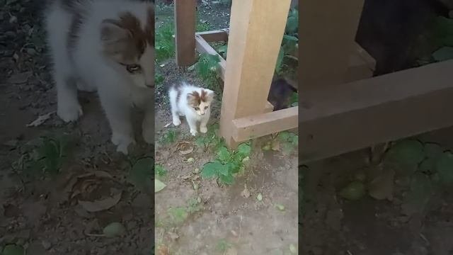 Кошка приводит котят....