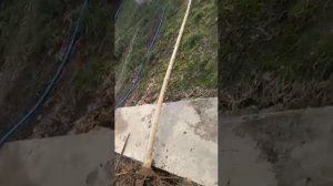 Павловния медонос