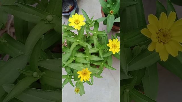 Hybrid Zinnia with flowering of 100 buds #flower смотреть онлайн