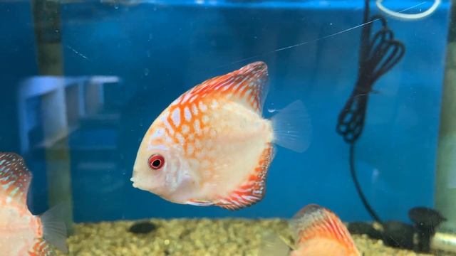 Pigeon Blood Discus Fish смотреть онлайн