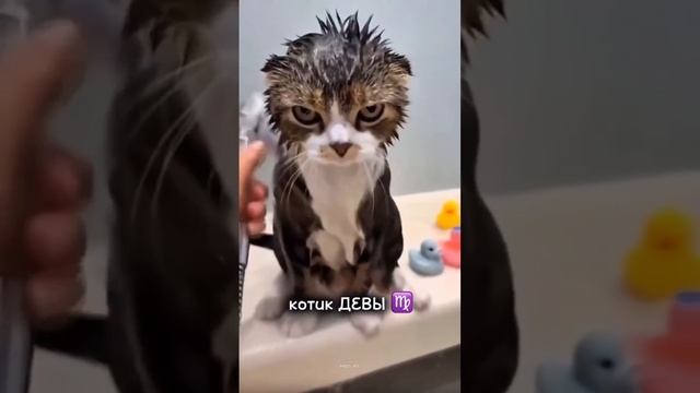 Знаки зодиака