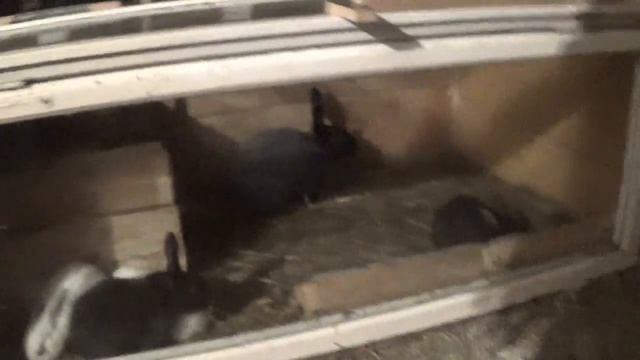 клетки для кроликов смотреть онлайн