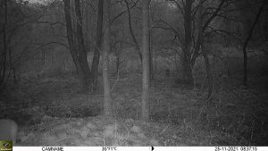 Keepguard KG895 30MP HD 4G LTE CLOUD. Roedeer filmed 2021-11-25